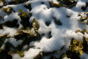 melting-snow