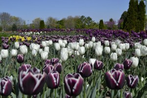 tulips